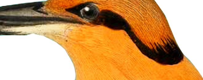oiseua-seul